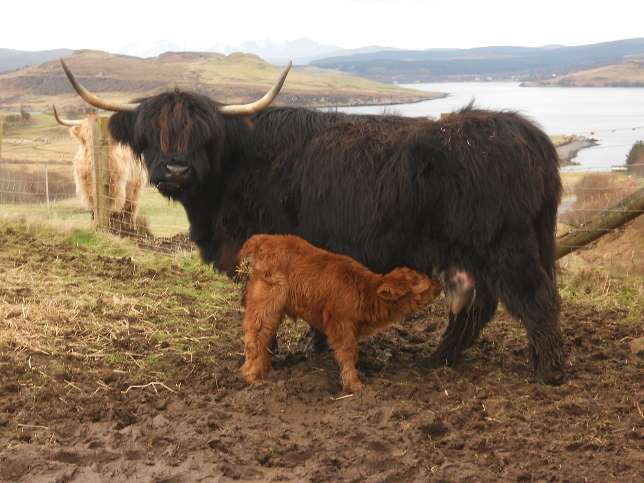 calf and mom